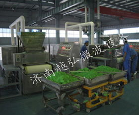 盐城大麦若叶干燥 越弘十年品牌 大麦若叶干燥机