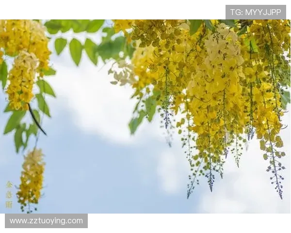 《雨中的树》:一场关于生命、成长与告别的温柔絮语